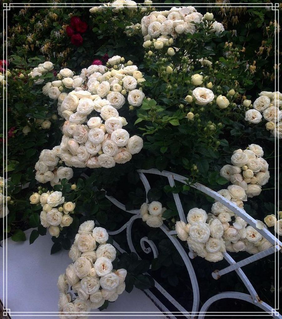 Artemis róże parkowe